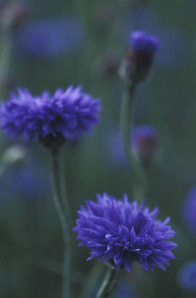 Cornflower Centaurea