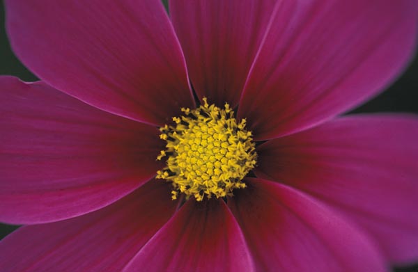 Cosmos