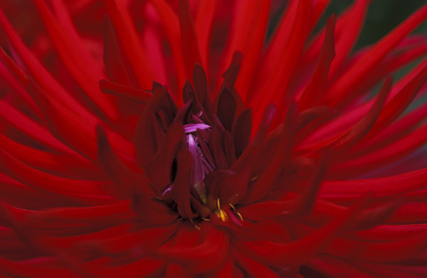 Dahlia