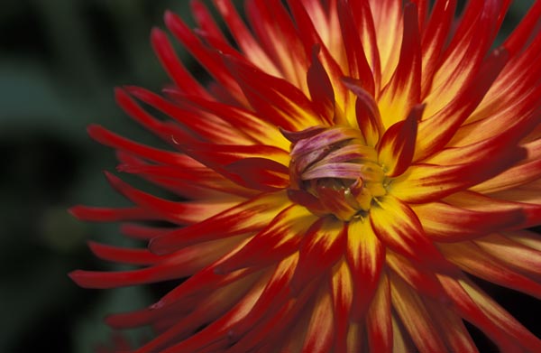 Dahlia