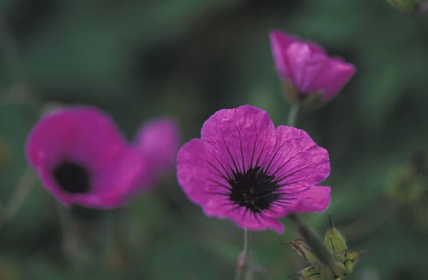 Geranium