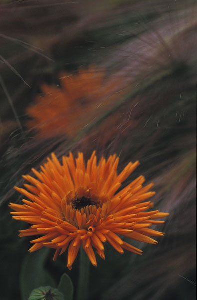 Orange flower