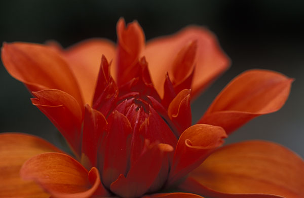 Orange flower