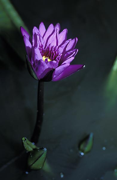 Lily