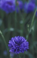 Cornflower
