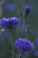 Cornflower Centaurea