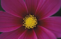 Cosmos