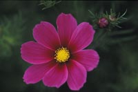 Cosmos