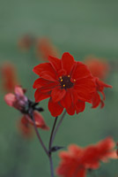 Dahlia