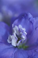 Delphinium