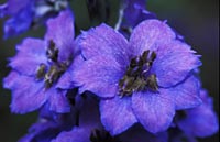 Delphiniums