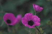 Geranium