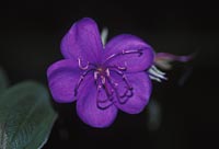 Purple flower