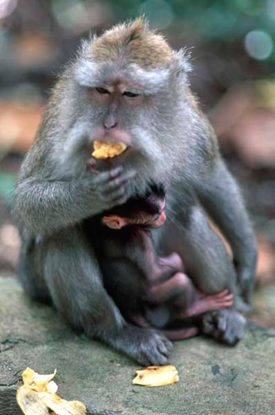 Monkey Forest