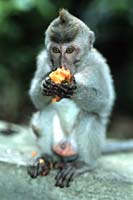 Baby monkey