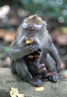 Monkey Forest