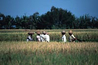 Paddy fields