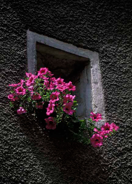 Flowers in a French house