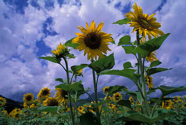 Sunflower field
