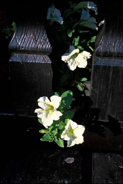 Flowers on a bridge
