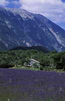 Lavender fields, Provence