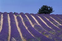 Lavender fields