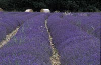 lavender fields