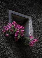Flowers in a French house