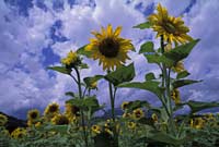 Sunflower field