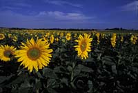 Sunflower field