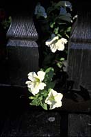 Flowers on a bridge