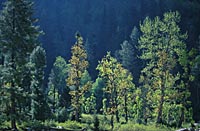 Trees, Kashmir