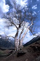 Silver birch tree, Kashmir