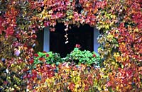 Autumn window, Milan
