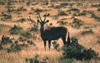 Oryx