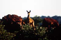Steenbok