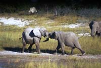 Brother elephants play fighting
