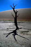 Dead Mans Vlei, Sossusvlei