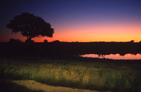 Floodlit waterhole, Okaukuejo, Estoha Na