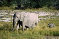 Mother and baby elephant