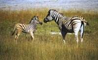 Zebra and foal