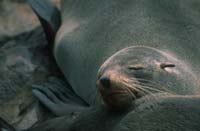 Sleeping seal