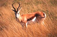 Springbok