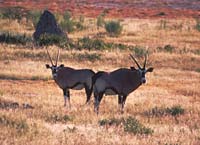Oryx