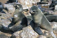 Two young seals