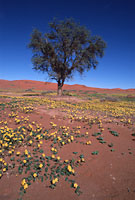 Namib Desert, Sossusvlei