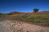Namib desert, Sossusvlei