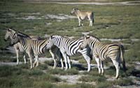 Zebras