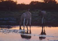 Zebras drinking from a waterholes