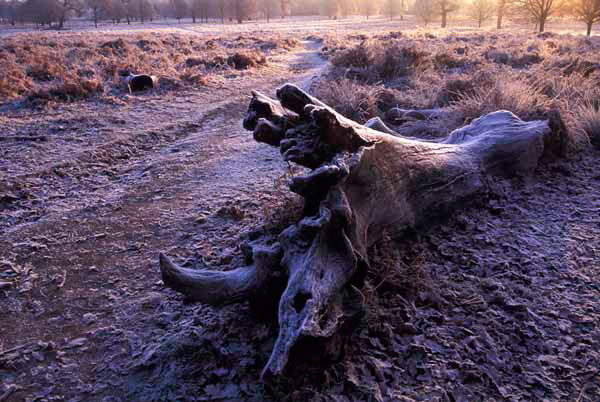 Sunrise in Richmond Park